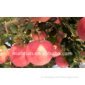 Fresh Gala Apples